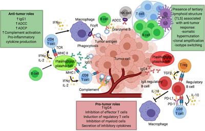 B Cells in Patients With Melanoma: Implications for Treatment With Checkpoint Inhibitor Antibodies